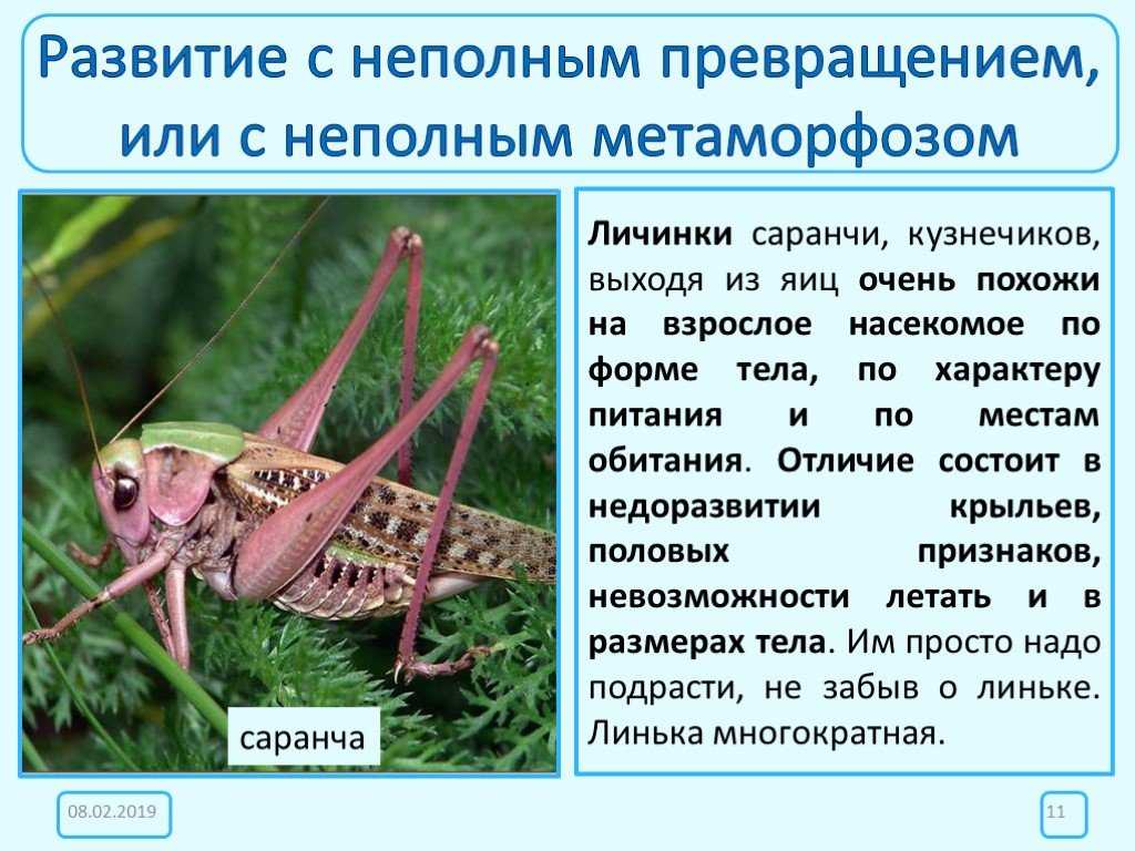 ​50 интересных фактов о насекомых для любознательных