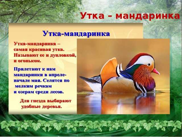 Проект утка мандаринка