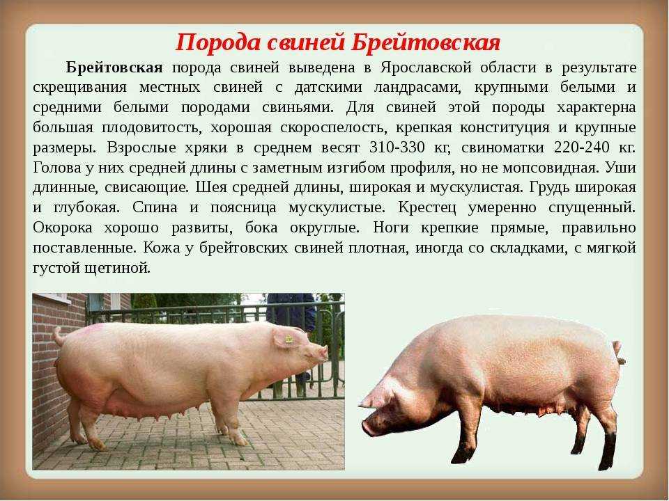 Свинья - основные характеристики, породы, чем питается, фото
