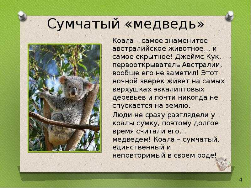 Животные австралии кратко