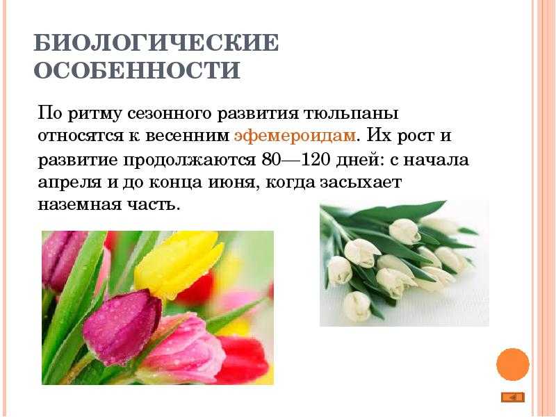 Цветок тюльпан: что он симвозириует, значение