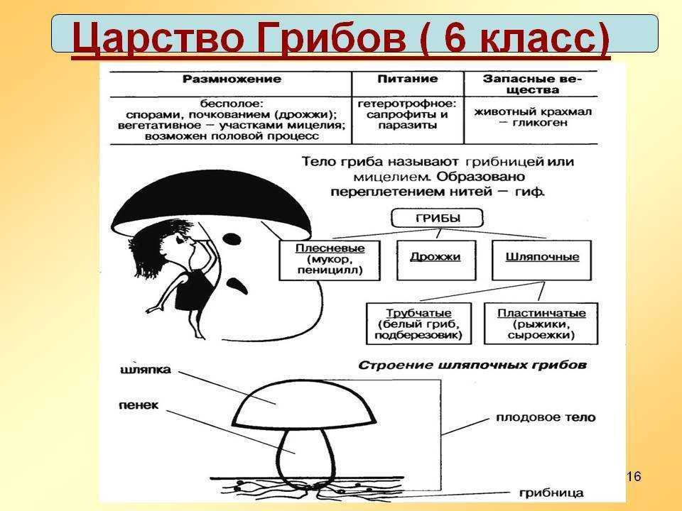 Характеристика царства грибы 5 класс биология презентация