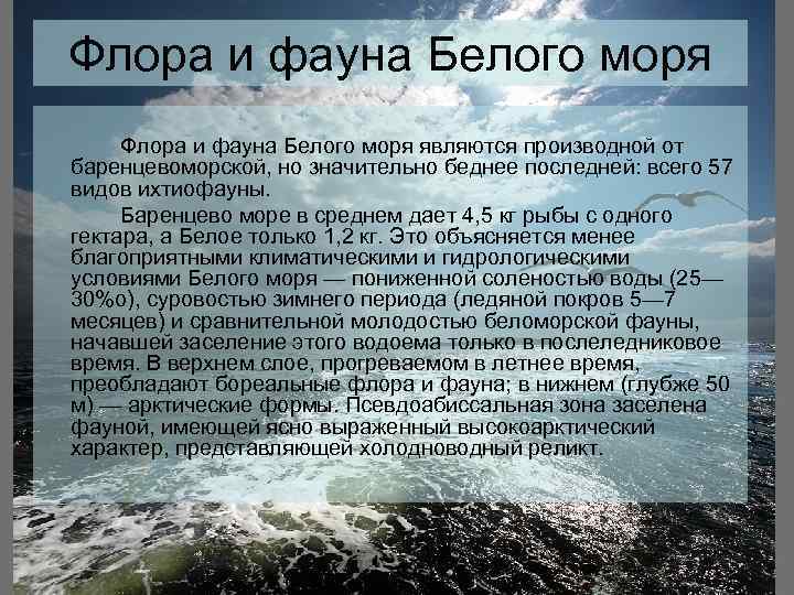 Презентация море баренцево море