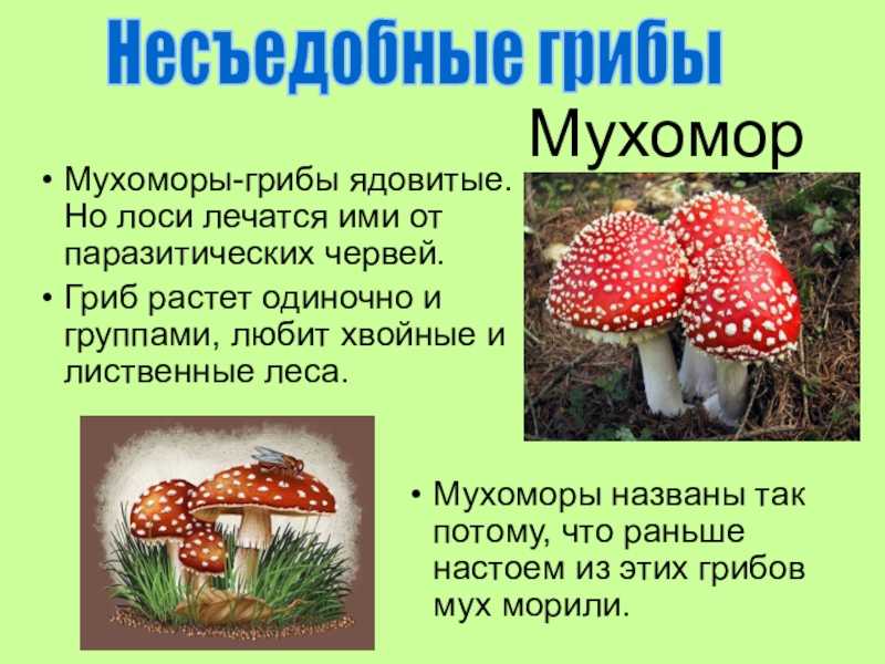 План сообщения о ядовитых грибах