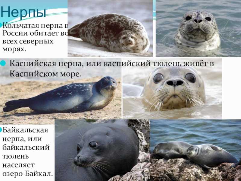 Интересные факты о байкальской нерпе – это прекрасная возможность узнать больше о пресноводных видах тюленя Они обитают исключительно в водах Байкала