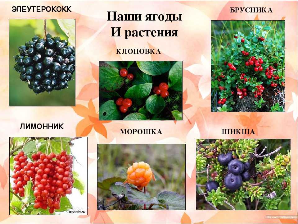 Растения растущие в россии список