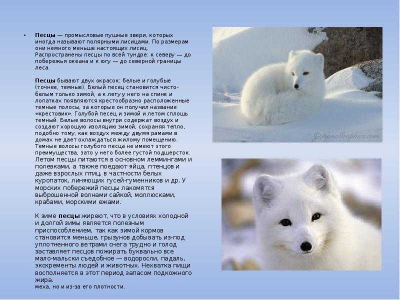Когда то на острове как белых так и голубых песцов было великое множество схема