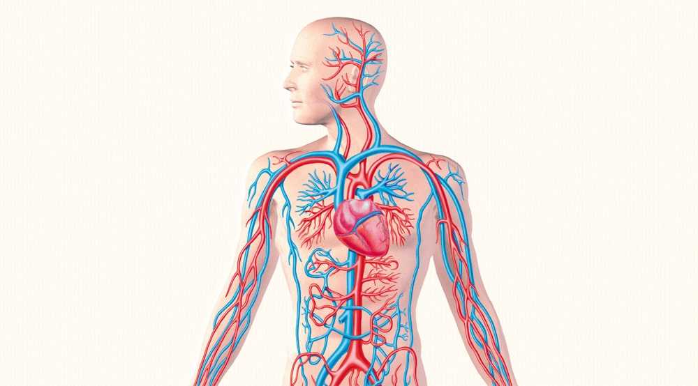 14 необычных фактов о крови, которые приоткроют секреты нашего организма