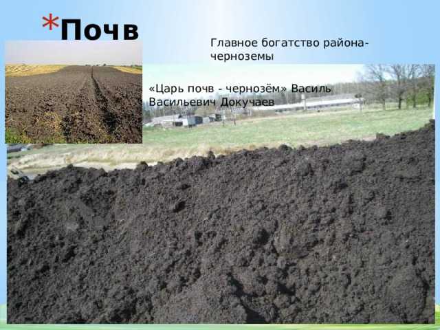 Черноземные почвы. Чернозем – «царь почв». Докучаев чернозем. Карта почв Докучаева. Царем почв называют
