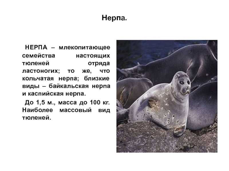 Байкальская нерпа — фото с описанием, среда обитания и образ жизни