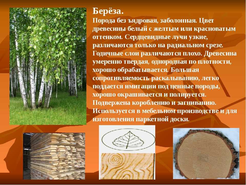 Интересные факты об осах