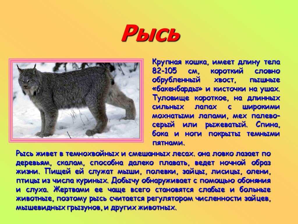 Проект про рыся