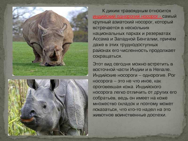 Доклад носорог 1, 2, 5, 7 класс сообщение