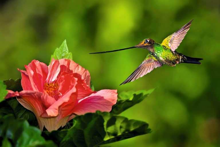 Колибри: описание, виды, среда обитания, что едят, враги и образ жизни | планета животных