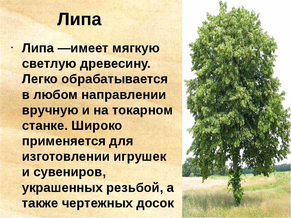 Текст лиственные растения. Липа дерево описание. Сообщение о дереве. Доклад о дереве. Липа характеристика дерева.