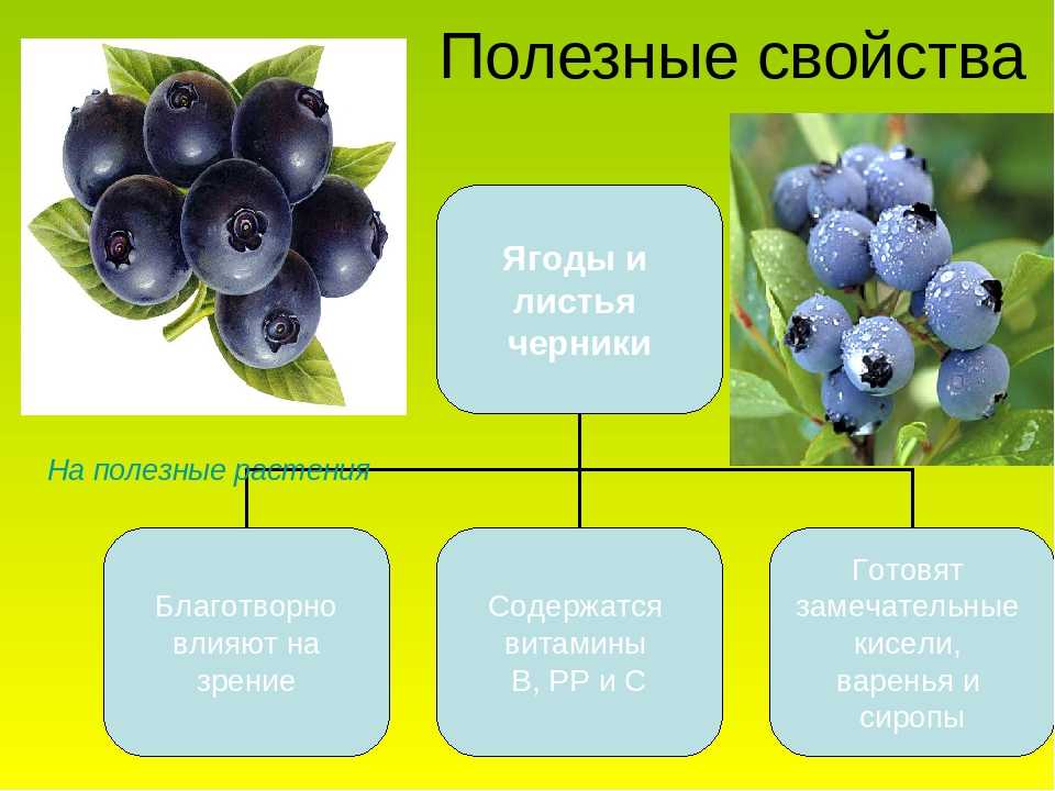 Проект черника целебная ягода