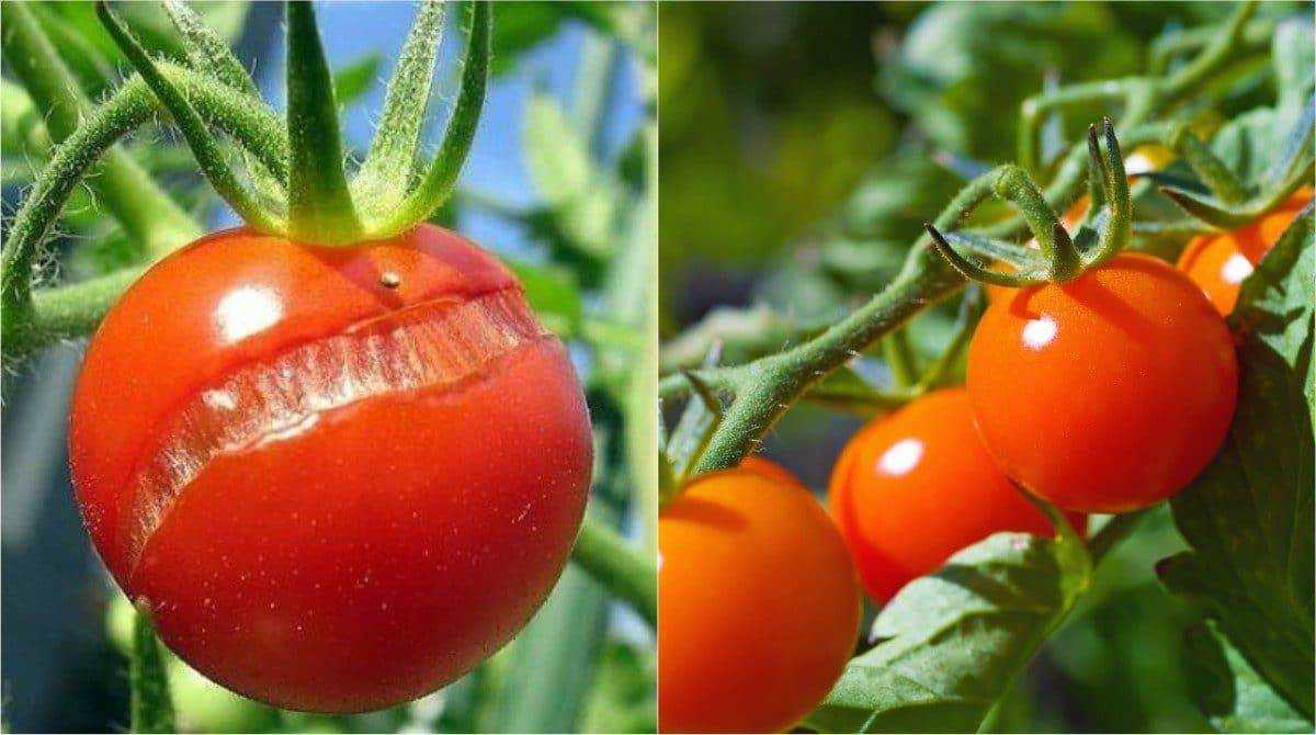 Удивительный помидор: что это такое и откуда он к нам пришел