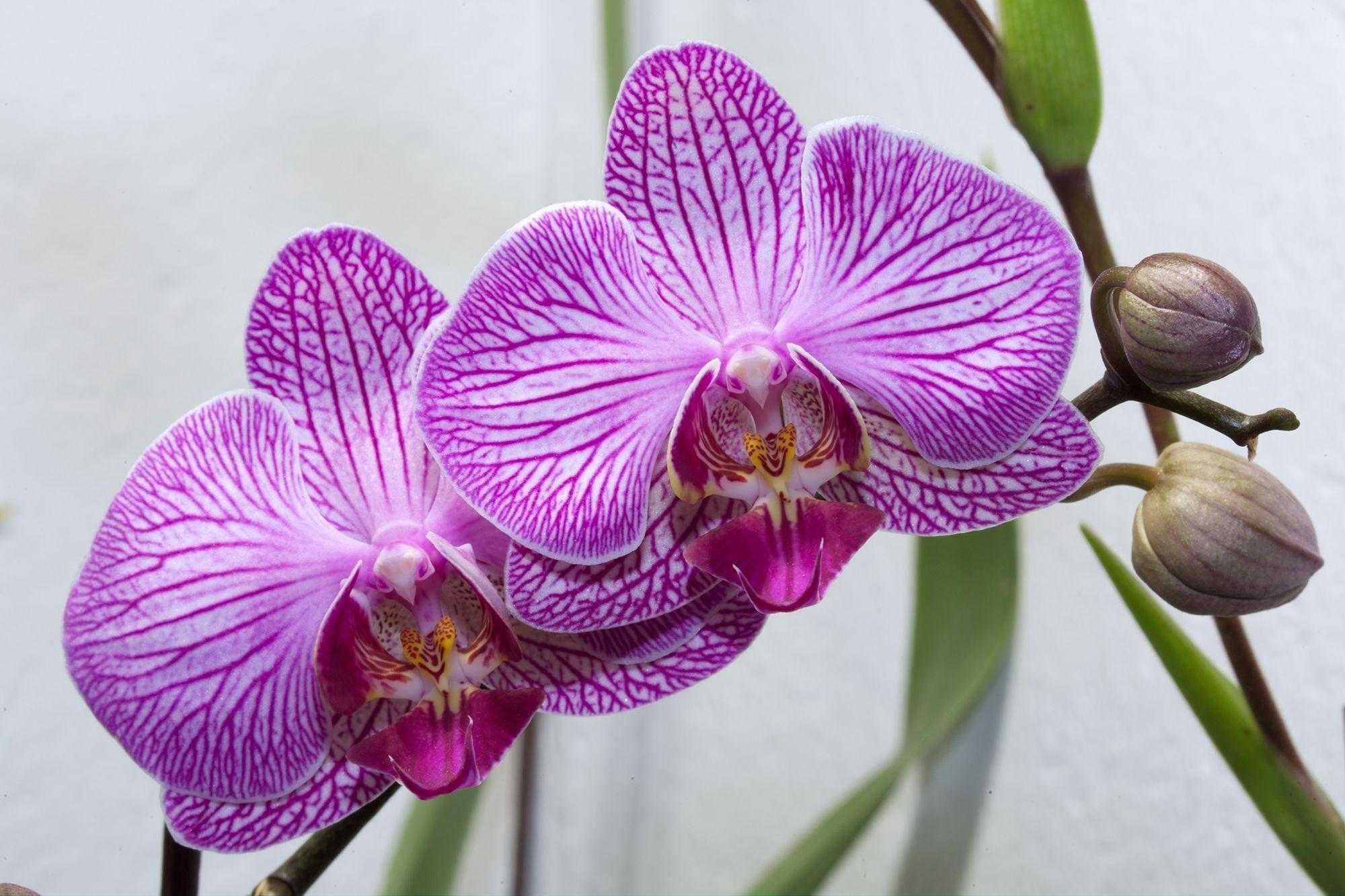 Орхидея cleveland описание сорта фото