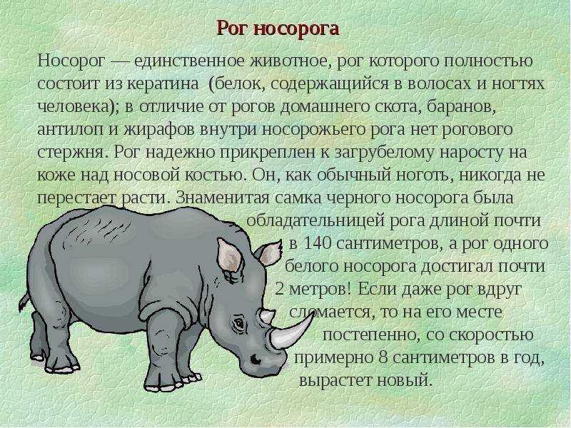 Белый носорог описание животного