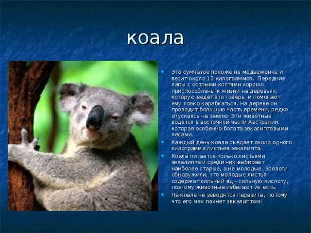 Сообщение о коале. Медведь коала сбоку. Австралия сумчатые коала. Коала описание животного. Коала среда обитания.