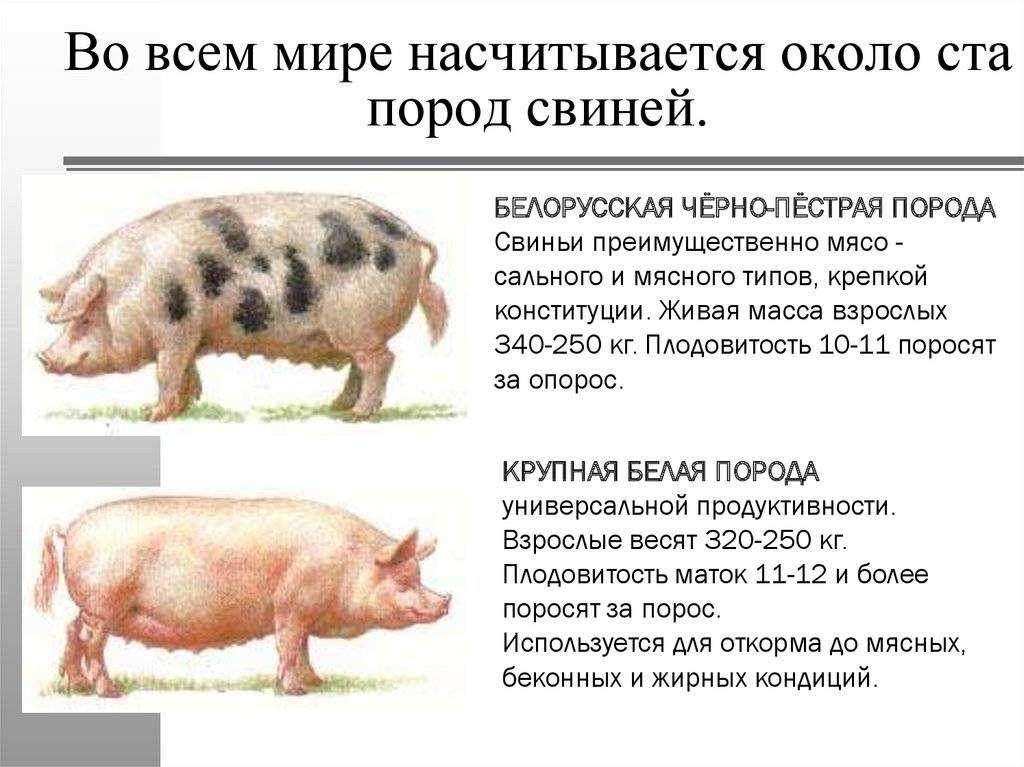 Свинья по гороскопу  - характер и судьба | год свиньи - какие года
