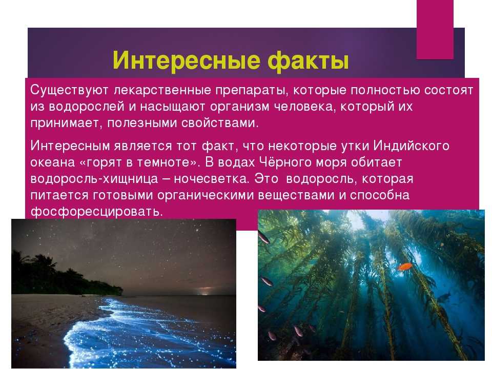25 интересных фактов о водорослях