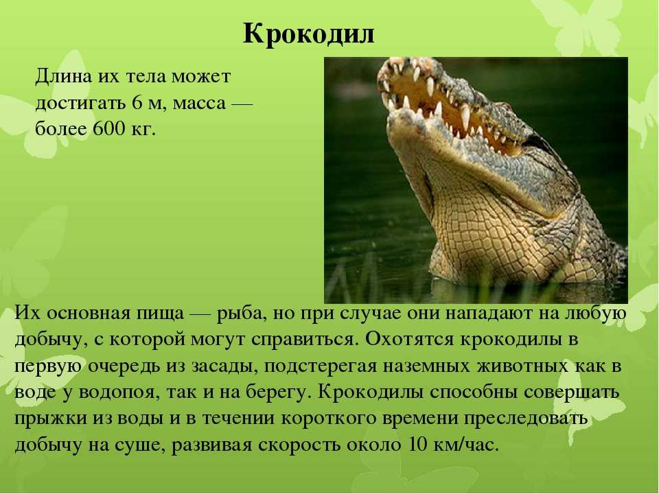 Доклад крокодил: интересные факты, краткое описание сообщение