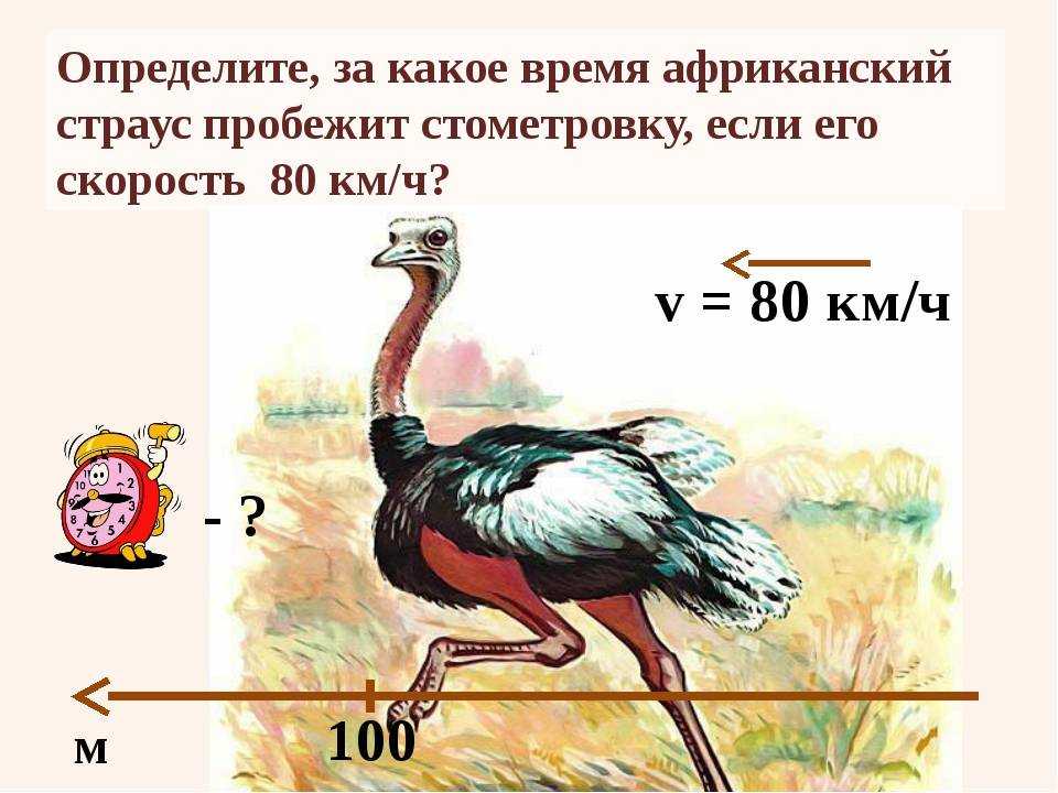 Скорость страуса: анатомия птицы, рекорды скорости и интересные факты
