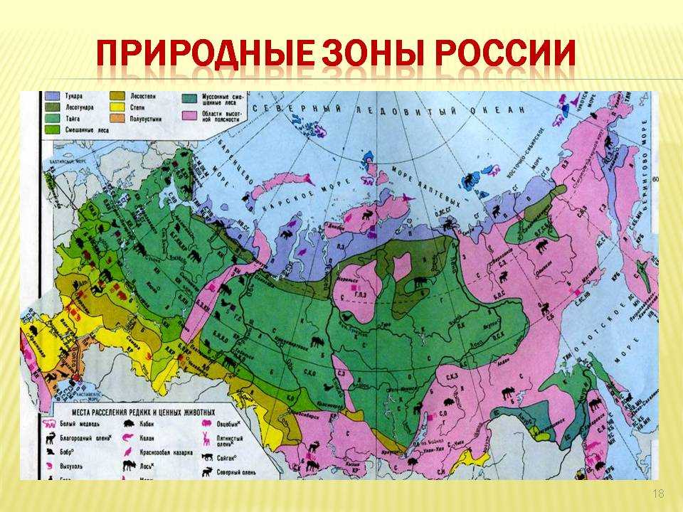 Основные природные зоны россии с севера на юг, их расположение