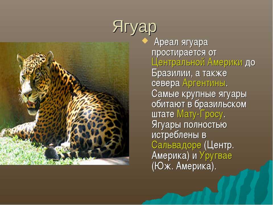 Научный текст про ягуара. Ягуар животное красной книги. Информация о Ягуаре. Ягуар презентация. Маленький рассказ про ягуара.