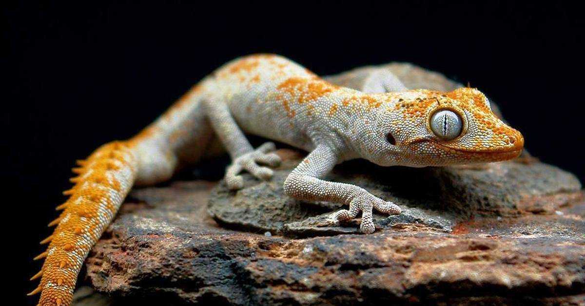 Геккон. среда обитания и образ жизни геккона | животный мир