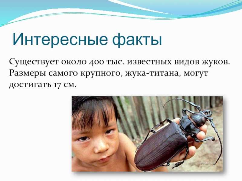 Топ-10 самых необычных насекомых в мире