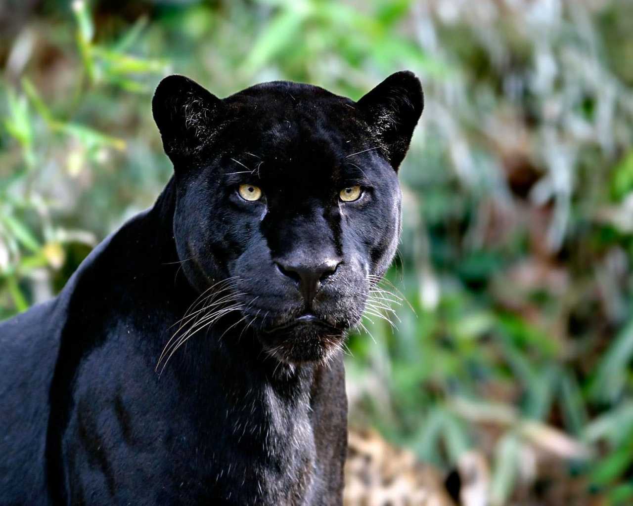 Животное чёрная пантера: где обитает и как выглядит