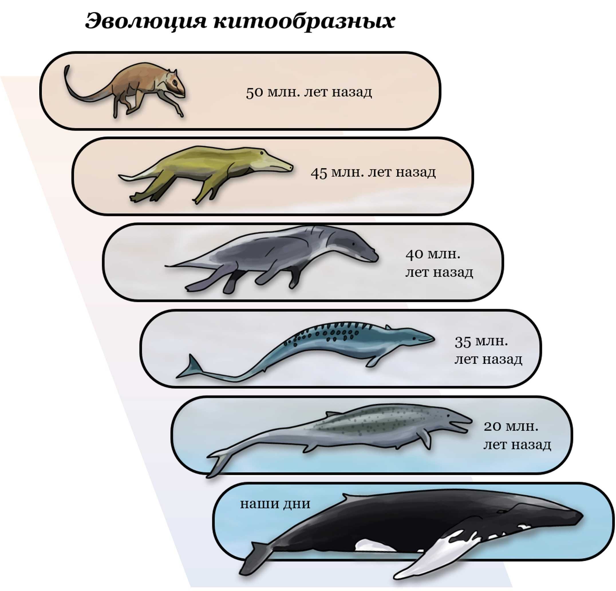 Эволюция китообразных