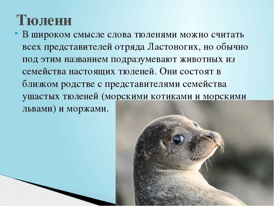 Орфографический анализ слова о тюлене