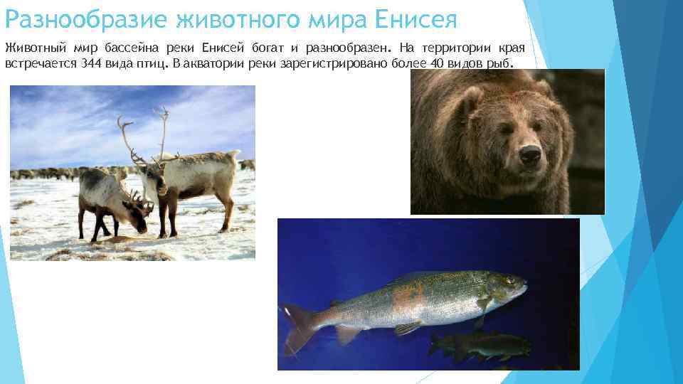 ✅ животные и растения реки енисей: описание, список, фото. ловля рыбы на енисее - elpaso-antibar.ru