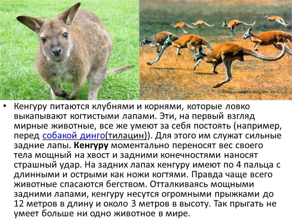 Презентация на тему кенгуру 7 класс