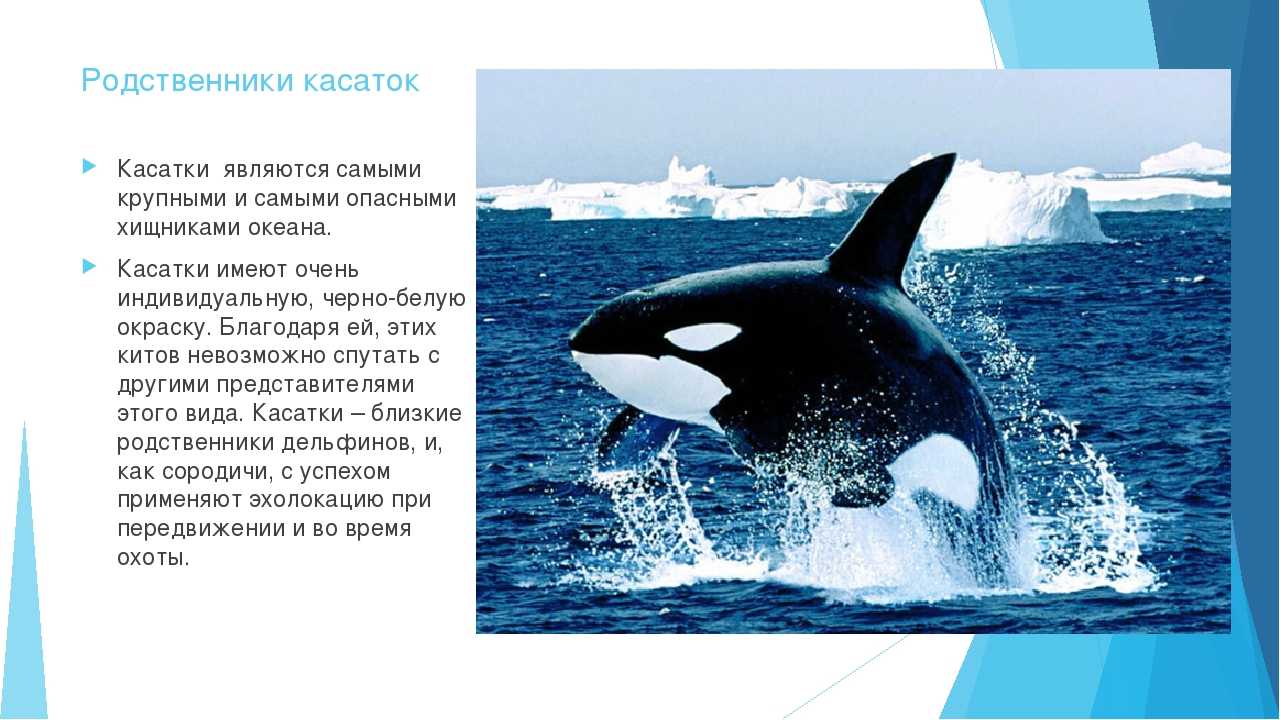 Морские животные: характеристики, виды, примеры - наука - 2022