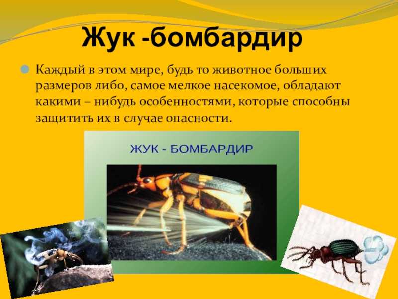 Топ-10 главных причин почему важны насекомые ?