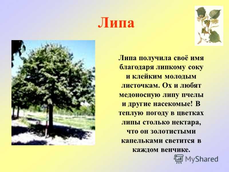 Так ли проста обычная липа?: интересные факты о привычном дереве | растения | школажизни.ру