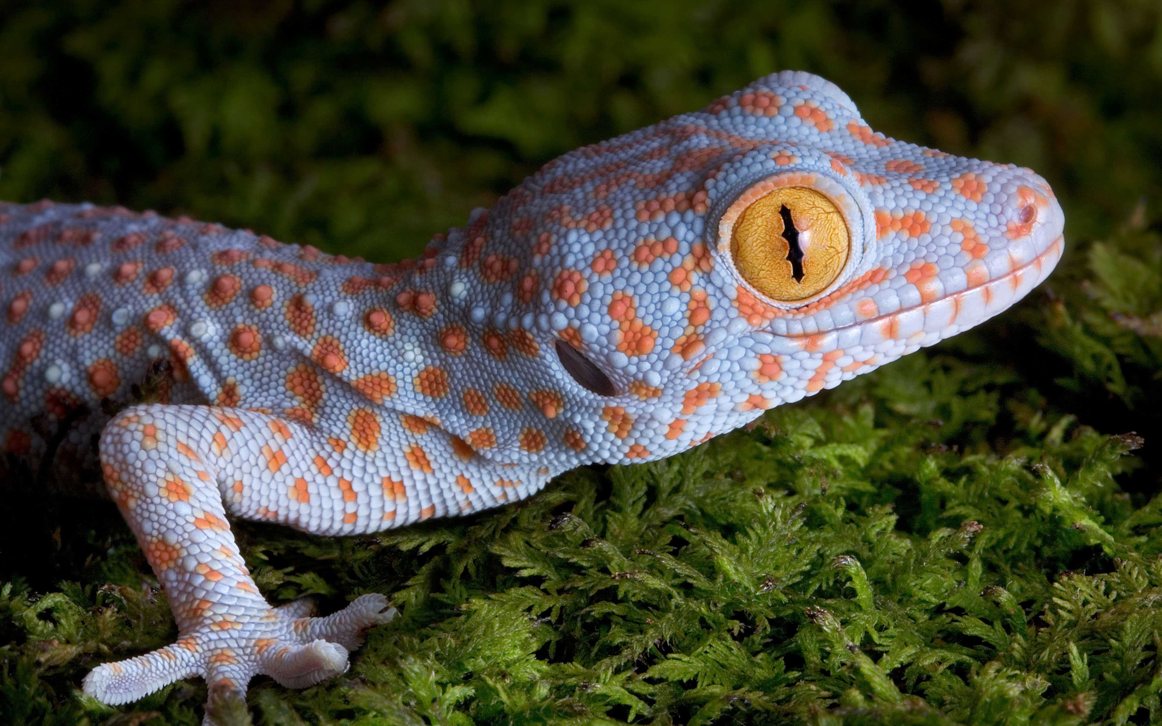 Рептилия геккон: все особенности, виды, где обитают, что едят, как выглядят, повадки
