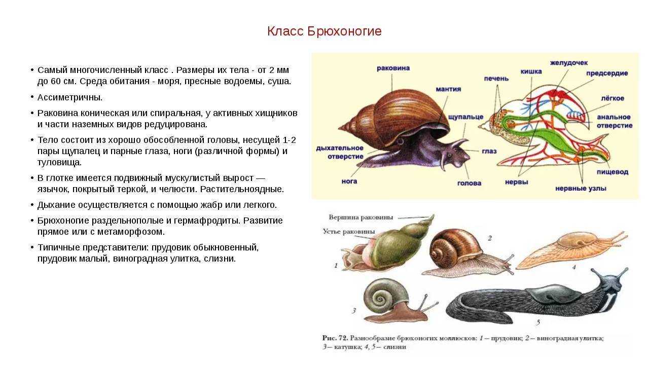 Наземные моллюски органы дыхания