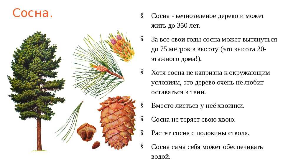 Интересные факты о животных тайги