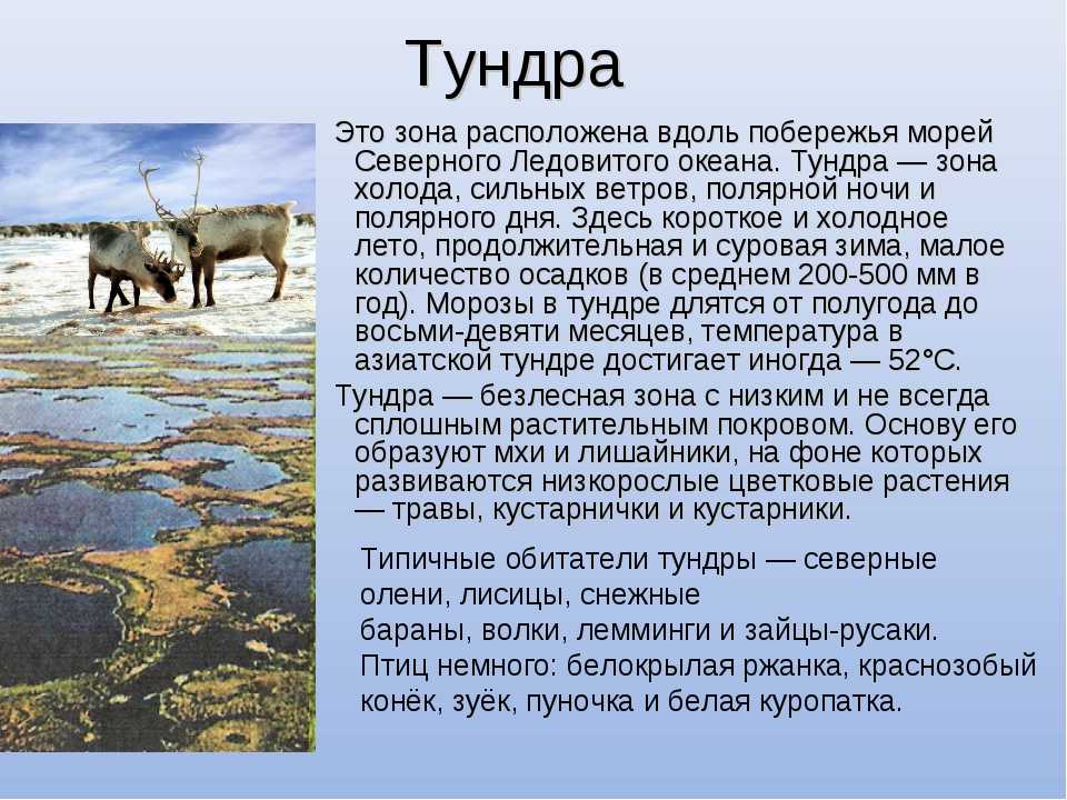 Доклад на тему природные. Сообщение о природной зоне тундра. Природная зона тундра 4 класс окружающий мир. Доклад зона тундры. Доклад о природной зоне тундра.