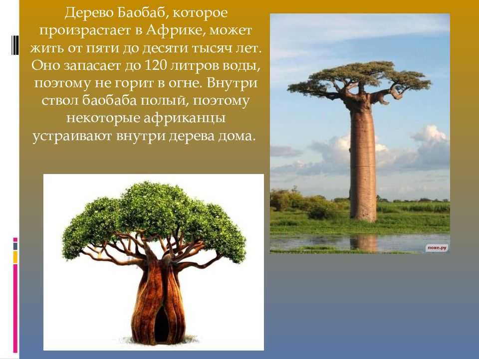 Воспользуйтесь текстом живет на свете баобаб ответы. Дерево баобаб произрастает. Дерево в Африке баобаб. Баобаб ареал. Баобаб информация для детей.