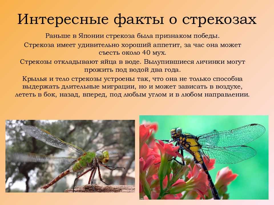 Самые интересные факты о насекомых :: syl.ru