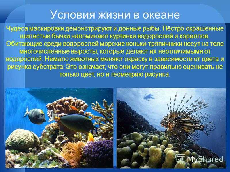 Разнообразие живых организмов в океане. Условия жизни в океане. Организмы в морях и океанах. Сообщение жизнь в океане. Проект на тему жизнь в океане.