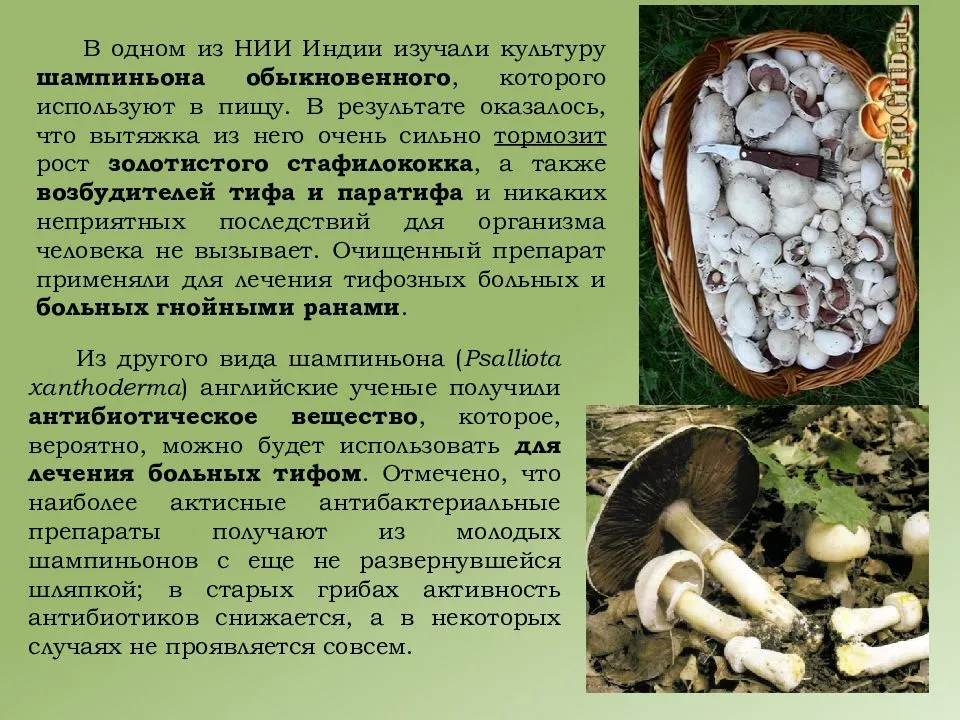 Условия выращивания гриба шампиньоны. Строение грибов шампиньоны. Презентация выращивание грибов. Информация о грибе шампиньон. Выращивание грибов сообщение.