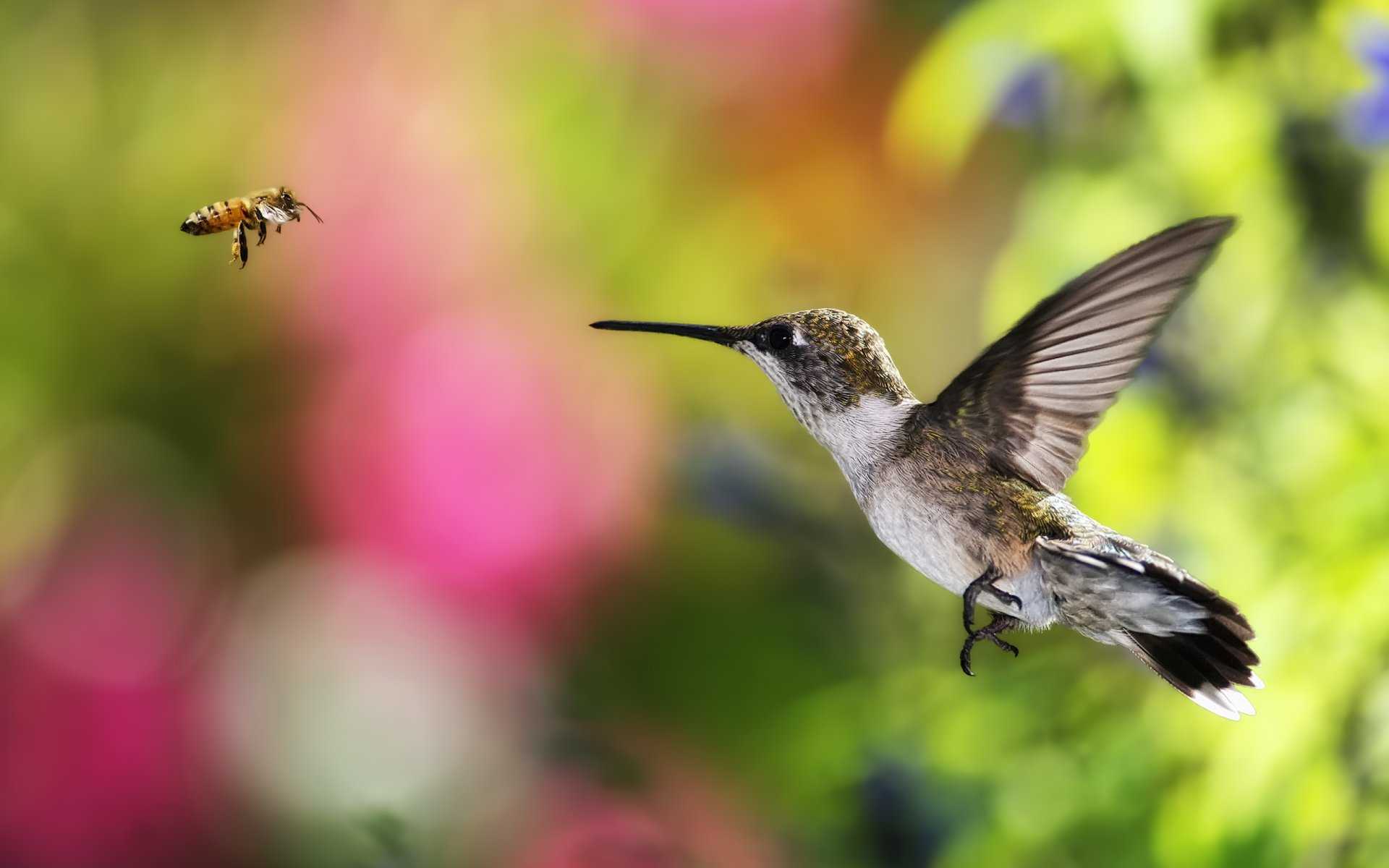 Колибри (50 фото): описание птицы, чем питается и где обитает