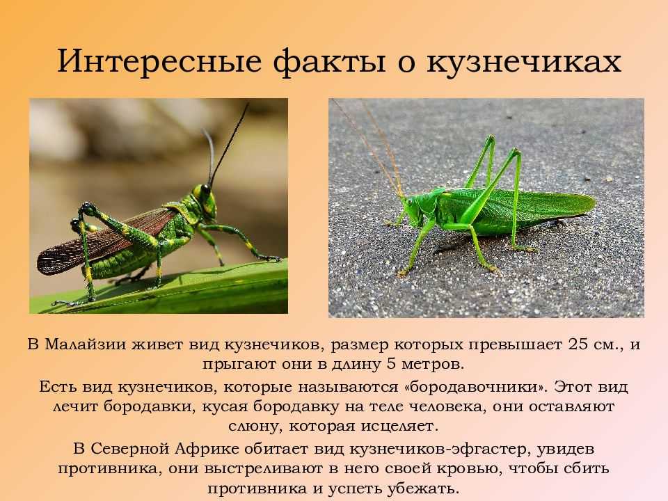 ​50 интересных фактов о насекомых для любознательных